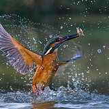 Kingfishers
